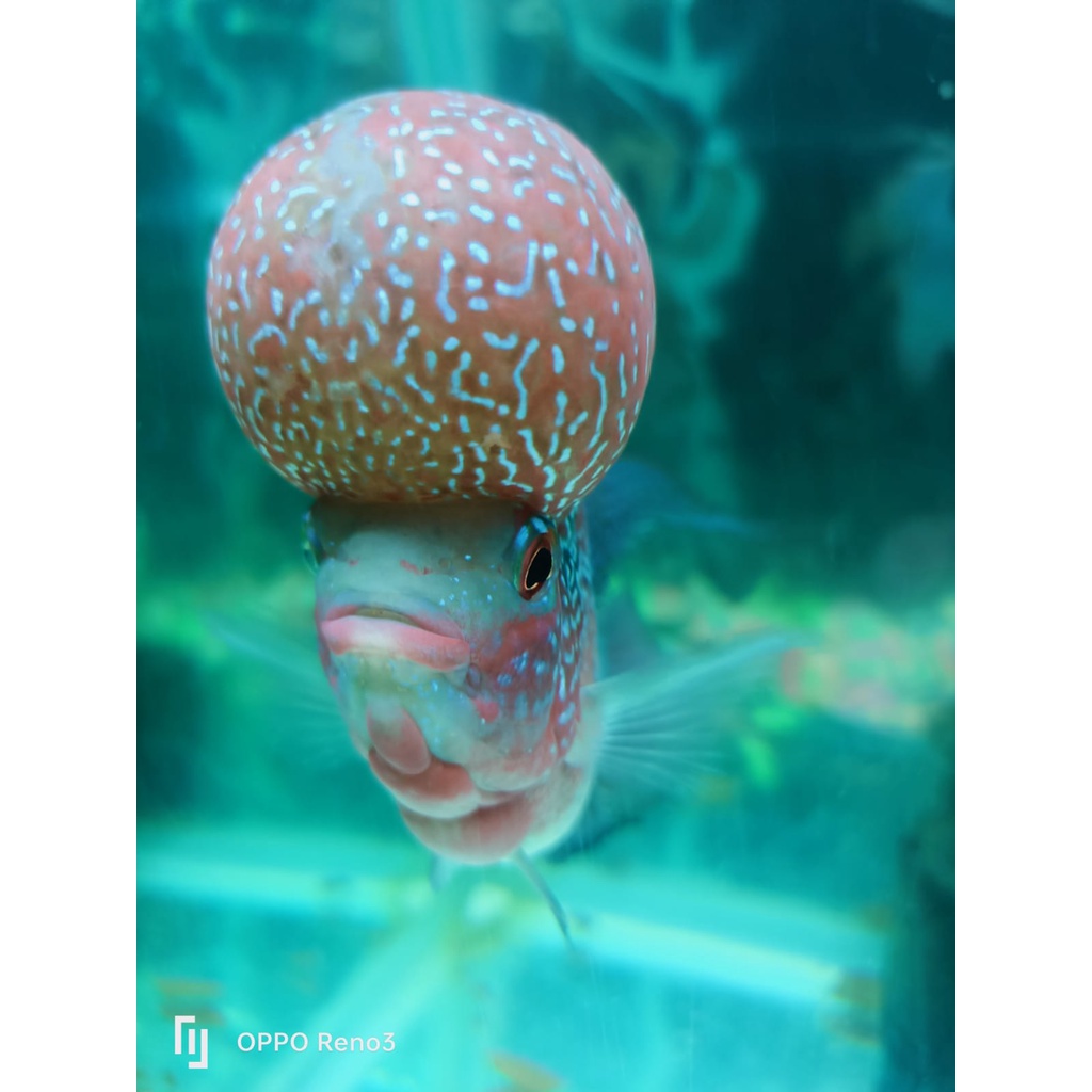 LOUHAN JENONG/LOUHAN UKURAN 4 JARI JENONG