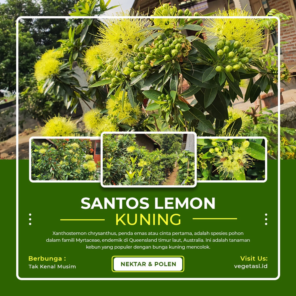 Bunga Santos Lemon Kuning 70cm Up Xanthostemon tanaman pakan lebah klanceng dan pakan lebah trigona