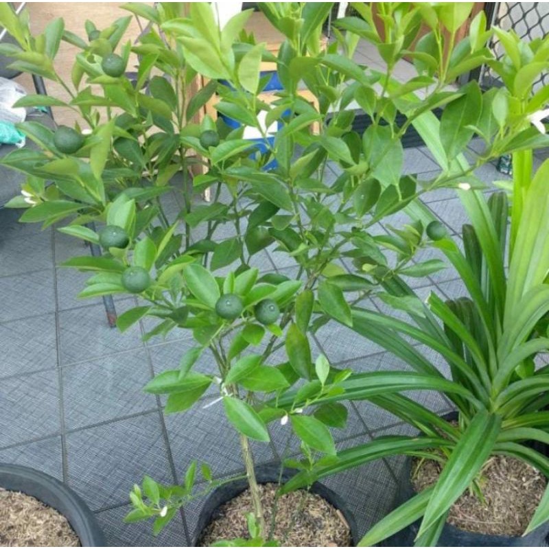 

Pohon Jeruk