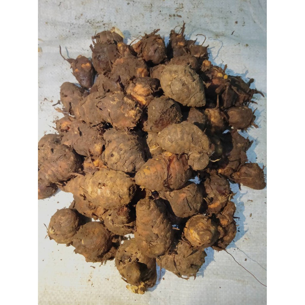 BIANG KUNYIT SUPER 1 KG EMPU KUNIR  SEGAR ALAMI TUA [COD]