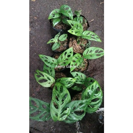 MONSTERA ACUMINATA, JANDA BOLONG ACUMINATA