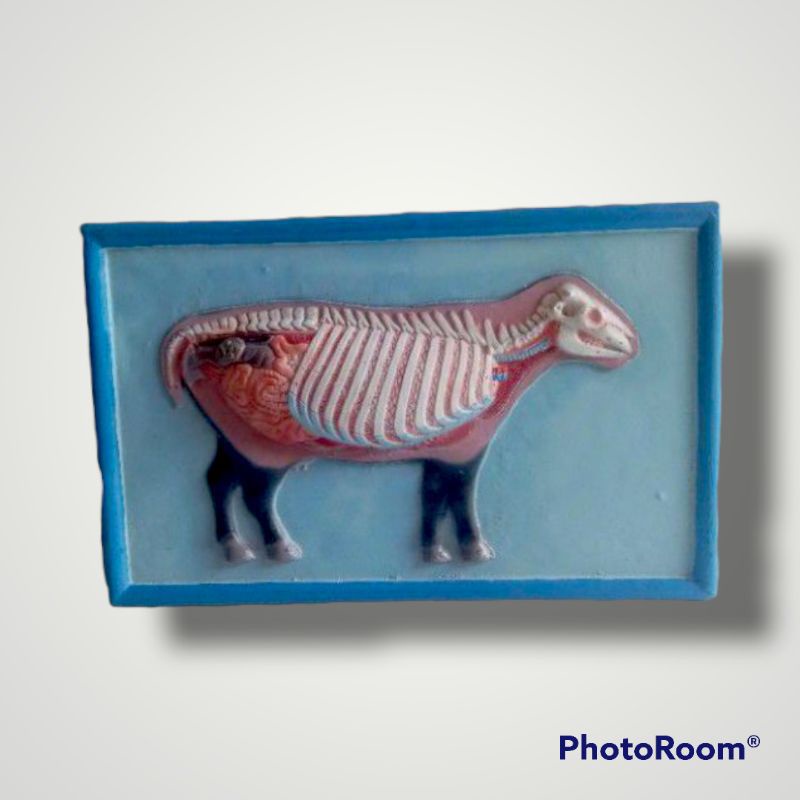 

Penampang Sapi alat peraga pendidikan model penampang sapi