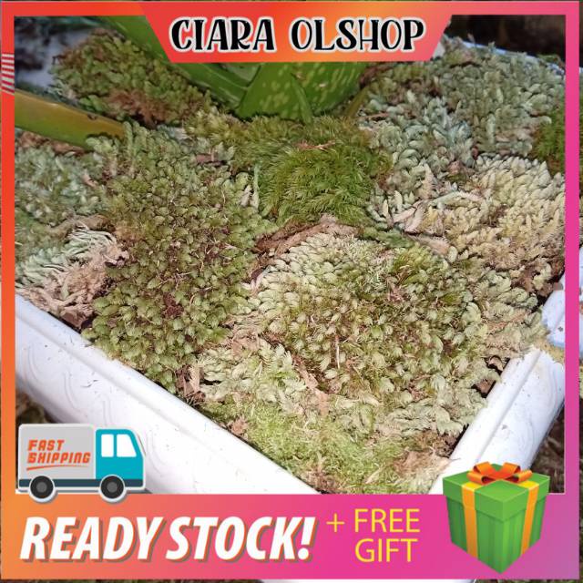 Mos Lumut hijau media tanam anggrek 500 gram