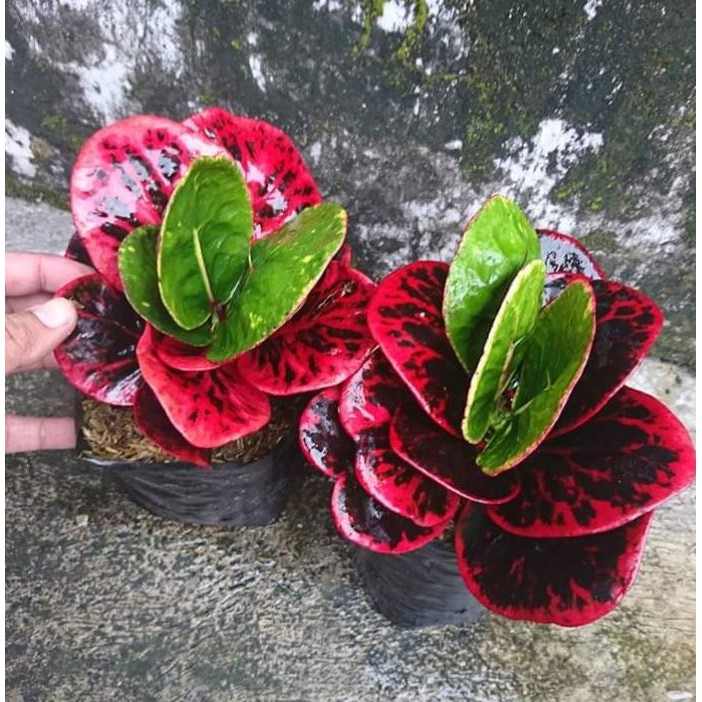 Puring super red giant SRG puring merah tanaman hias puring red giant