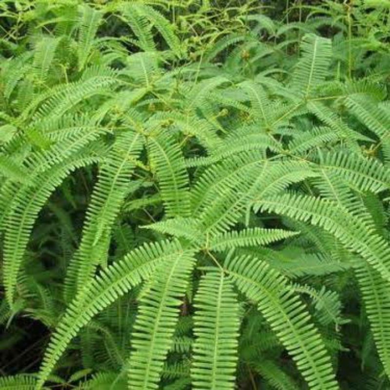 Jual bibit paku andam terbaik