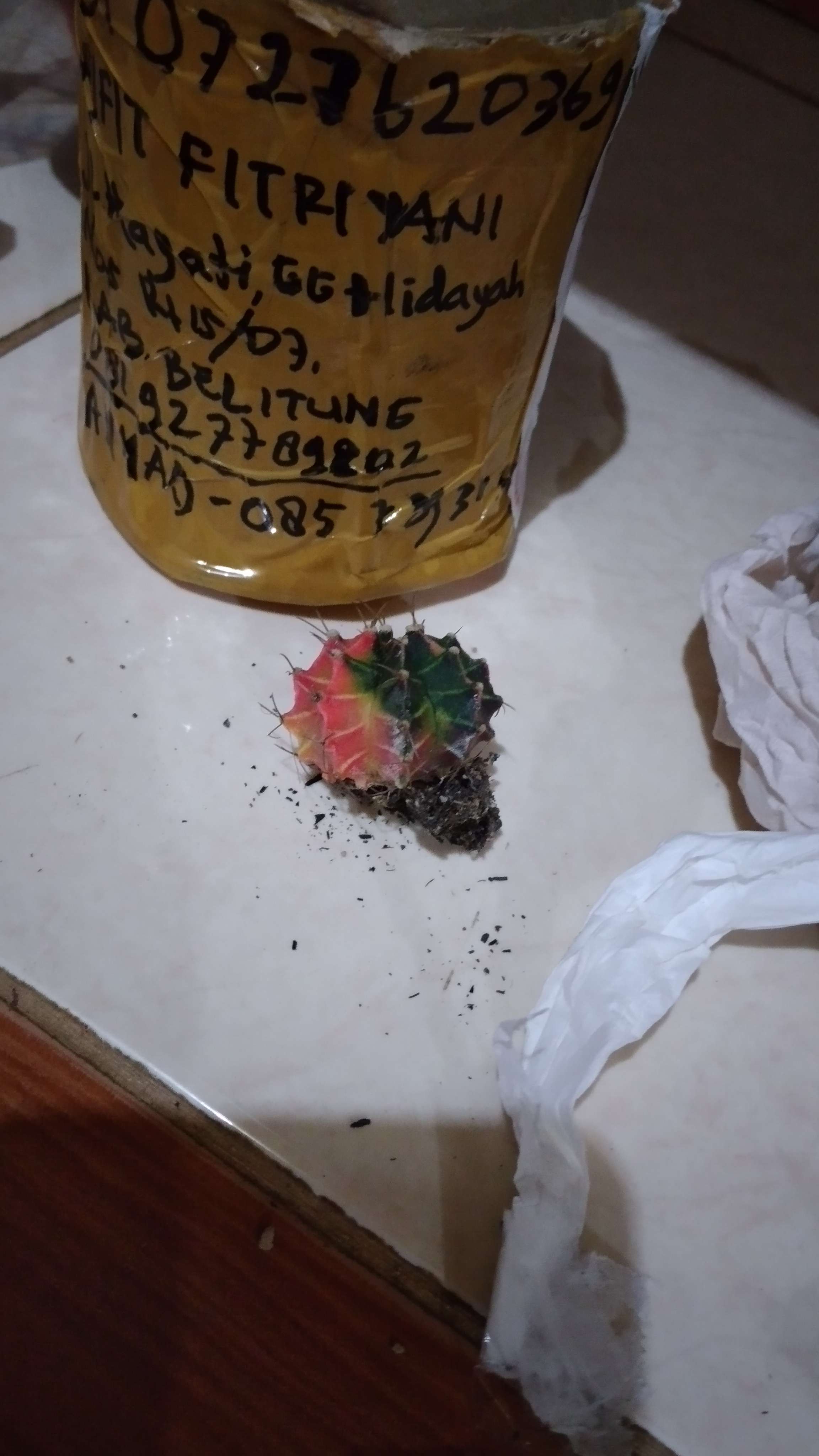 Kaktus Milo Starfire Gymno Gymnocalycium Mihanovichii Miha Var Variegata Indukan