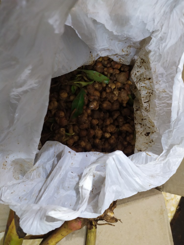 Bibit Kencur Bertunas