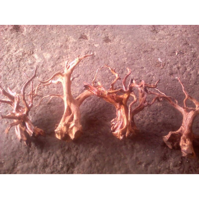 Akar Rasamala Aquascape size XL