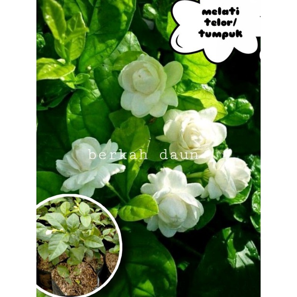 Bibit Bunga melati tumpuk/ melati telor