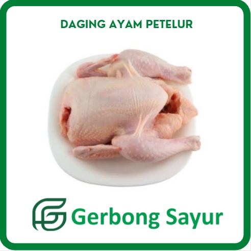 

Daging Ayam Petelor Petelur Segar Per Ekor