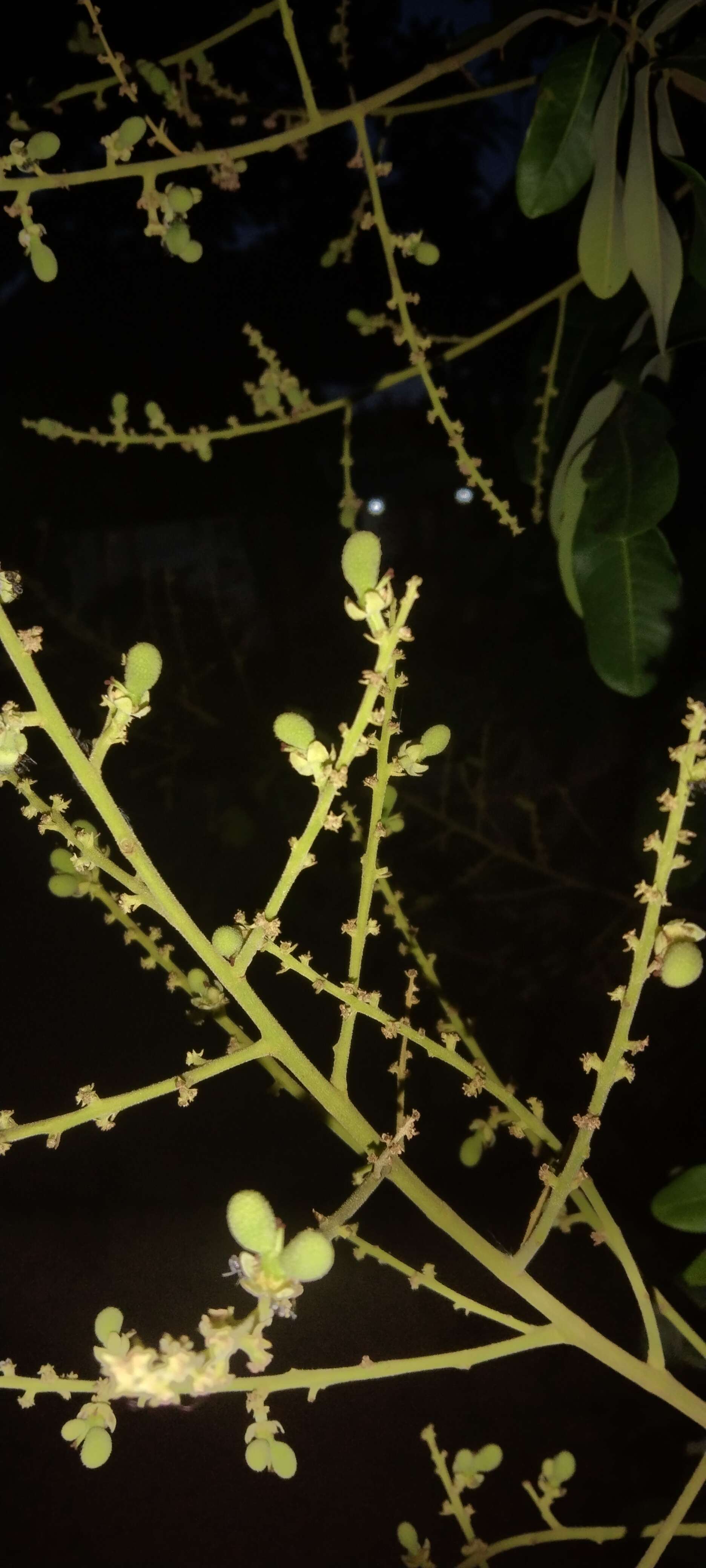 Batik Couple Keluarga Sania Ruffle Ori Ndoro Jowi Dnt Blarak Biru