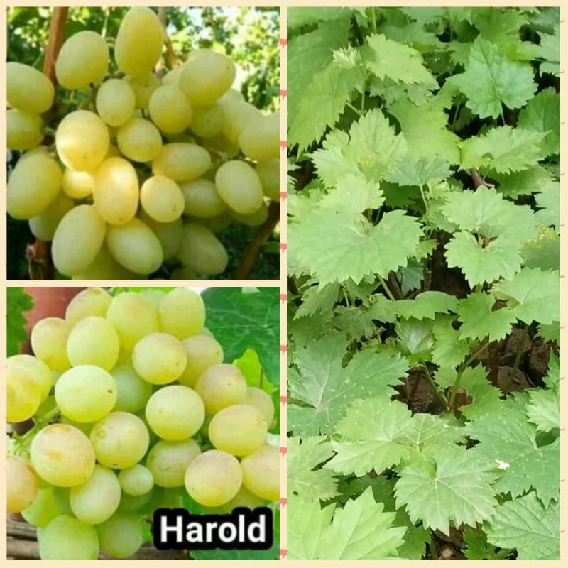 bibit anggur Harold import stek batang