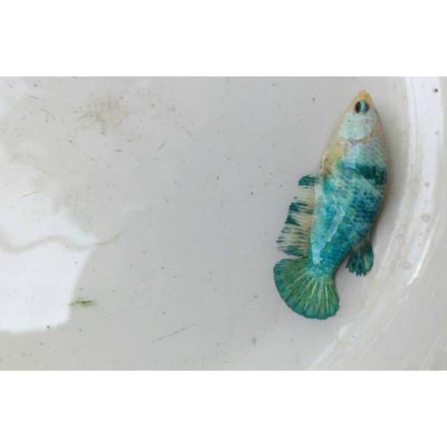 Ikan Cupang Female Plakat Fancy Shopee Indonesia
