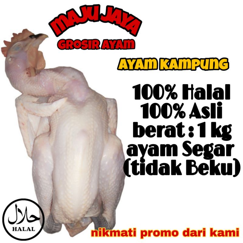 AYAM KAMPUNG ASLI 1.1 - 1.1 kg AYAM UTUH / AYAM 1 EKOR / AYAM FRESH / AYAM KAMPUNG SEGAR