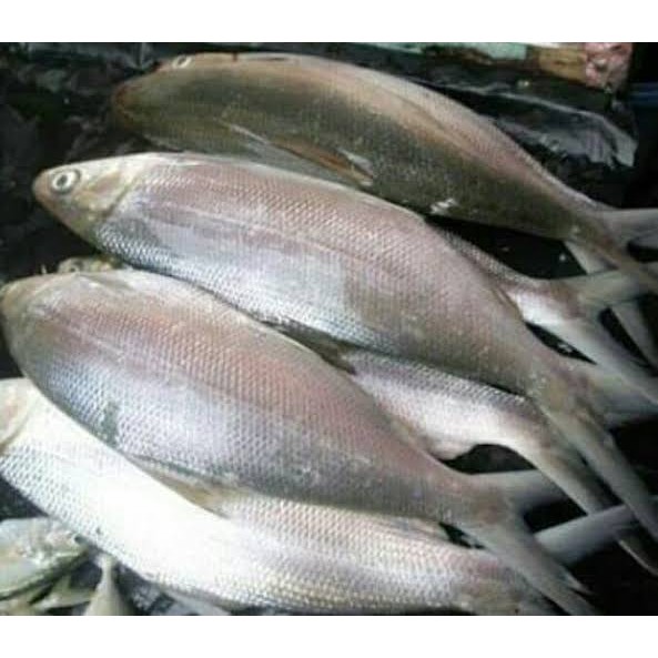 

Ikan bandeng segar