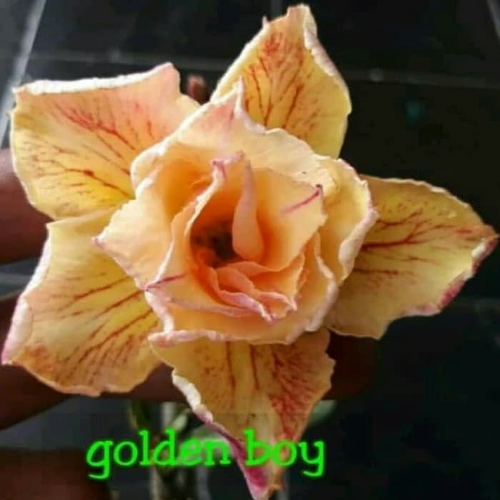 

Bibit Bunga Kamboja Adenium Golden Boy