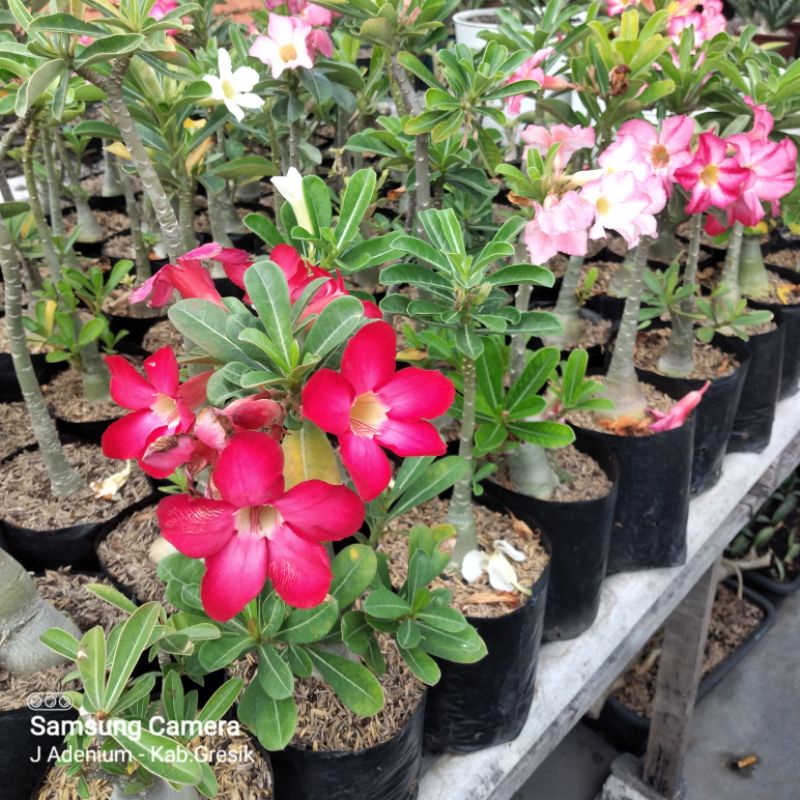 adenium obesum bunga single petal