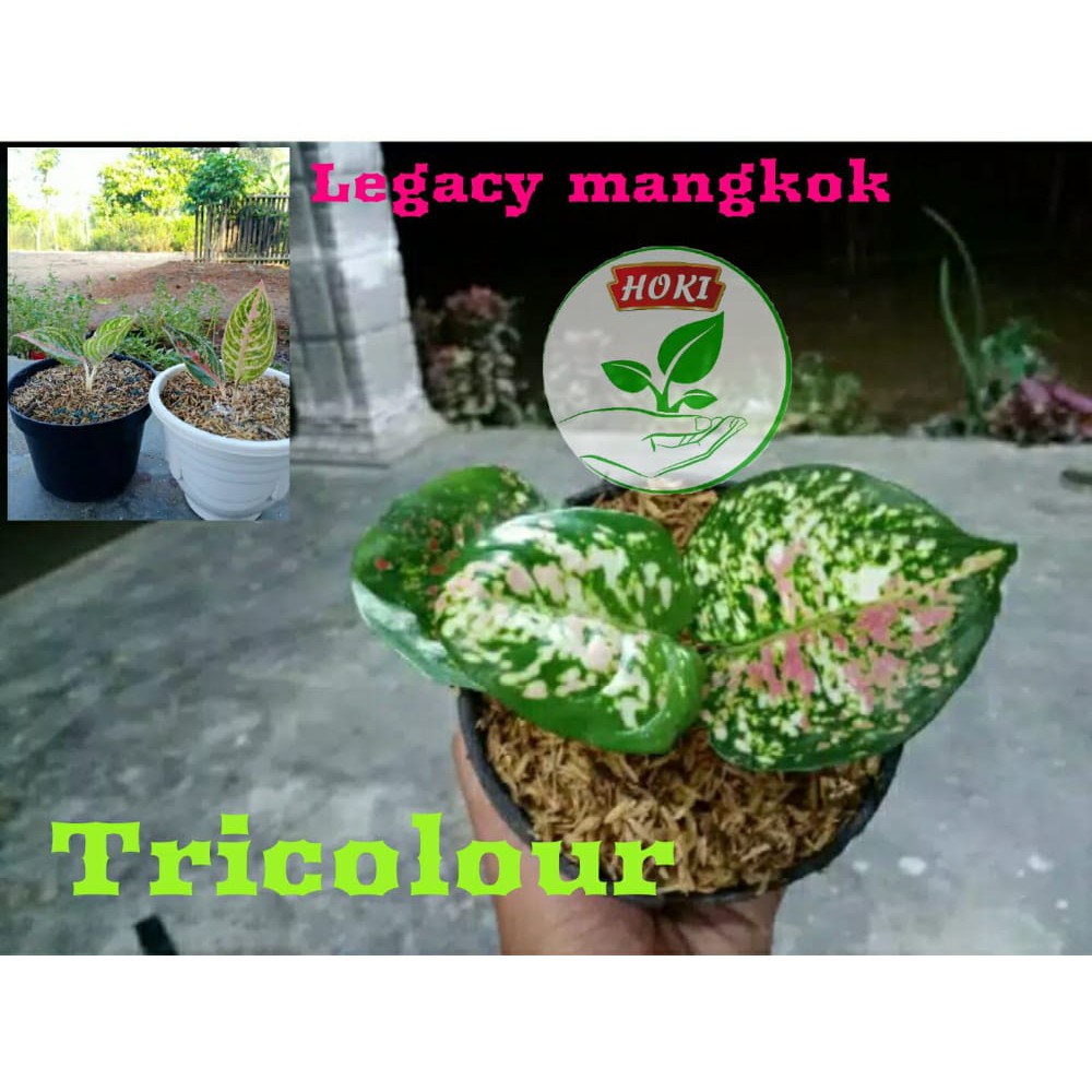 Bibit Bunga Aglonema Tricolour dan Legacy Mangkok 2-3 daun