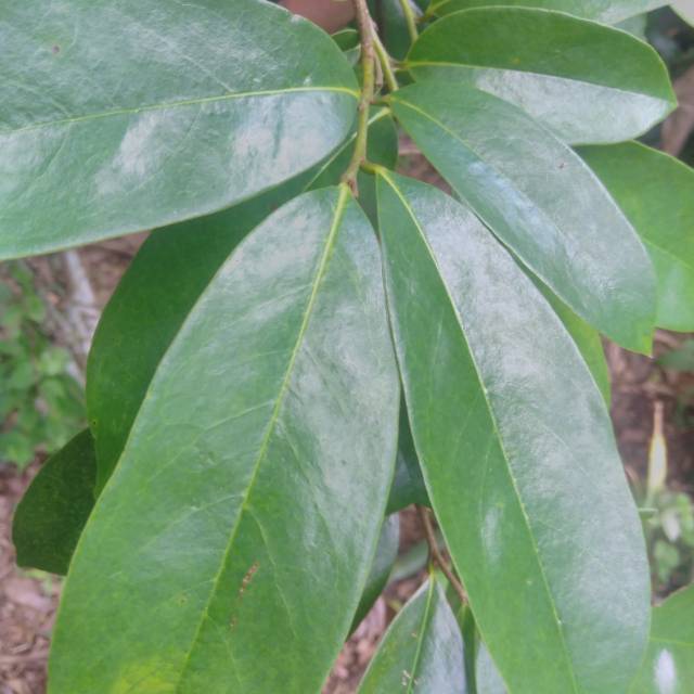 

Daun sirsak (10 lembar)