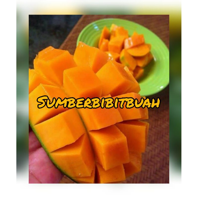 BIBIT MANGGA MANALAGI SUPER MANIS MADU