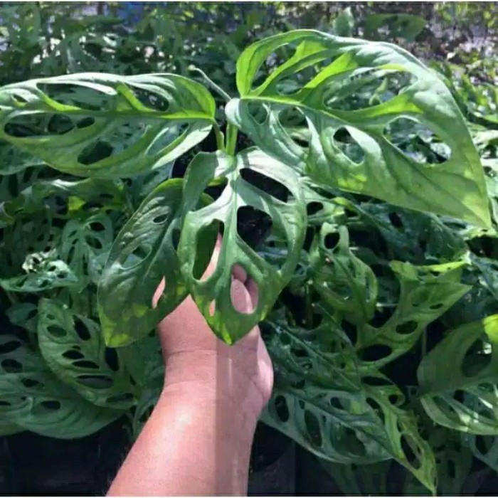 TANAMAN HIAS JANDA BOLONG ANDANSONI/MONSTERA JANDA BOLONG//JANBOLL/ (kembang hiasan)