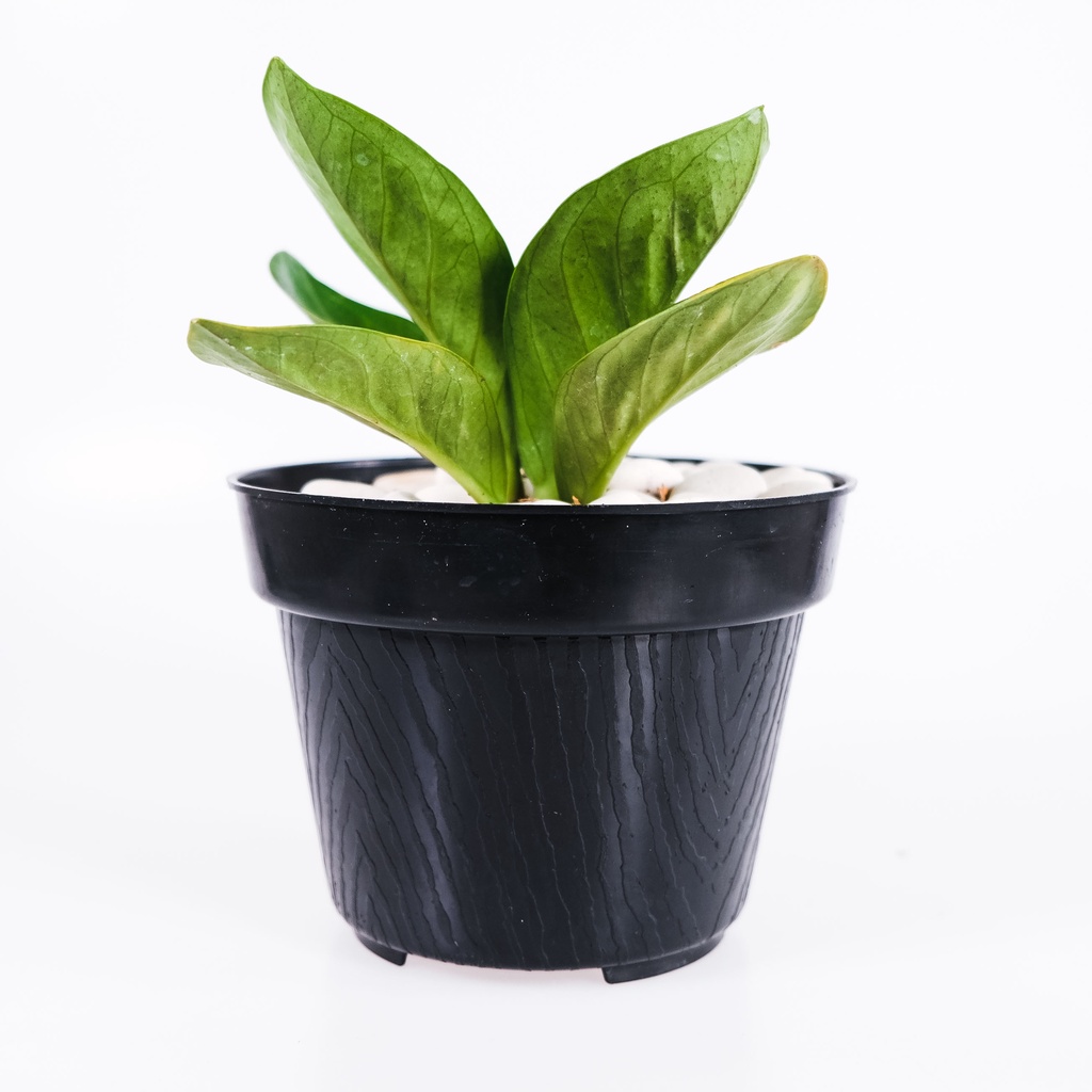 Anthurium Jemani Mangkok daun tebal