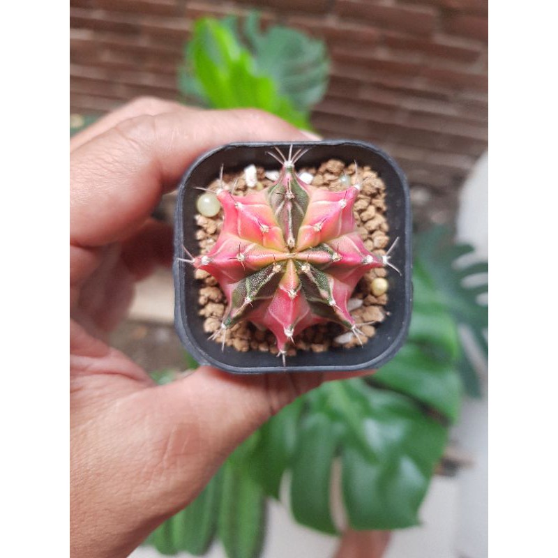Souvenir Cactus Gymnocalycium mihanovichii variegated Star Fire, kaktus gymno miha lokal milo var