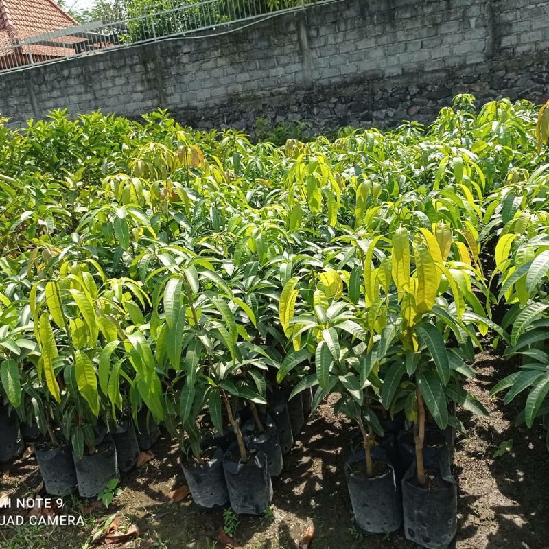 Bibit Mangga Manalagi Super Manis