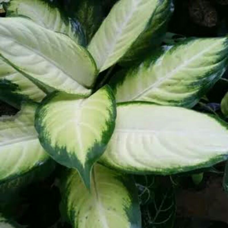 Aglonema Diven Tisu/ Blanceng tisu (tanaman hidup-bunga hidup Besar Rimbun murah-kembang hias asli)