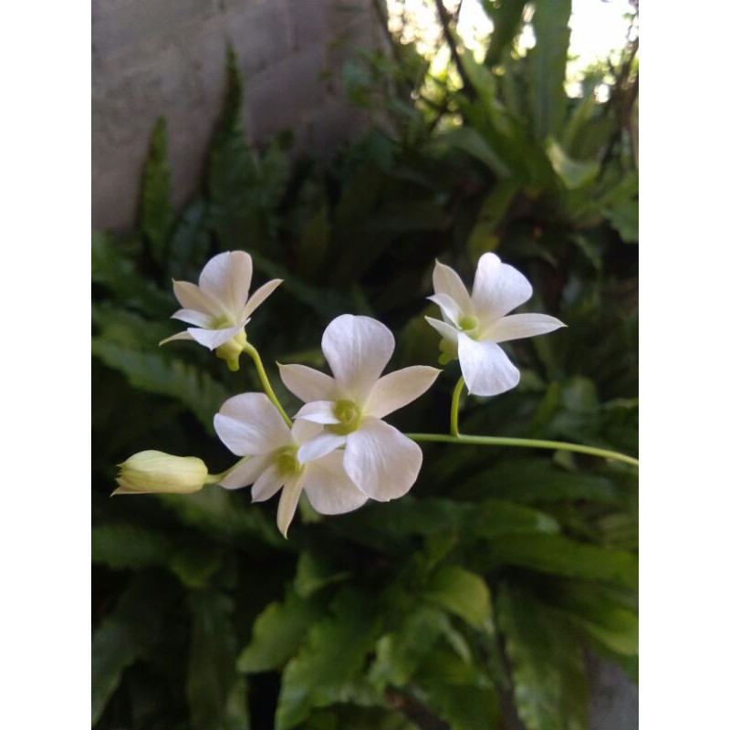 dendro affine jungle / larat putih