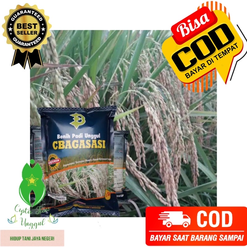 Padi Cbagasasi Asli Original