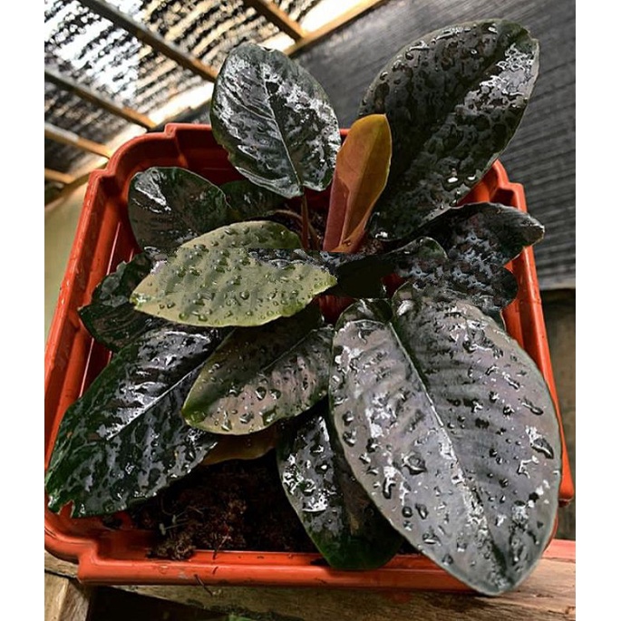 sisma black metalica