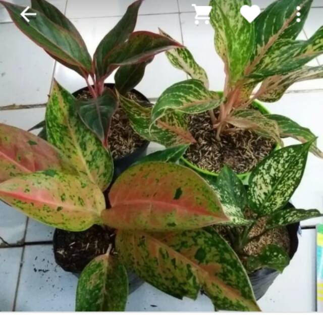

Jual paket 4 jenis aglonema