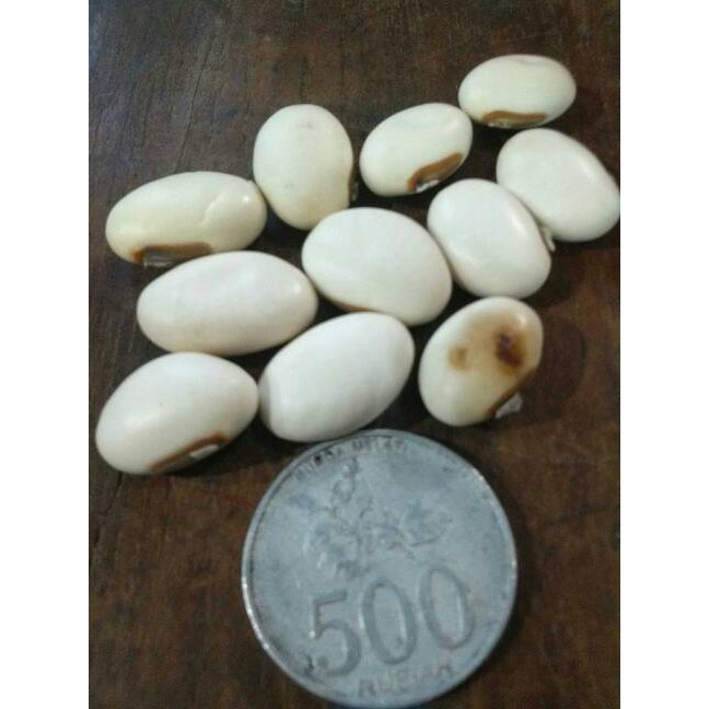 

kacang koro binong netto 1kg kondisi kering mentah