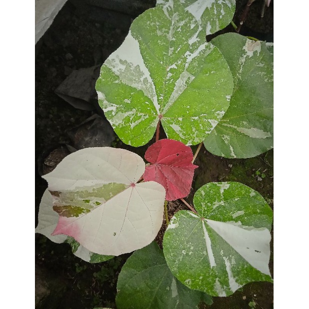 Tanaman Waru Varigata