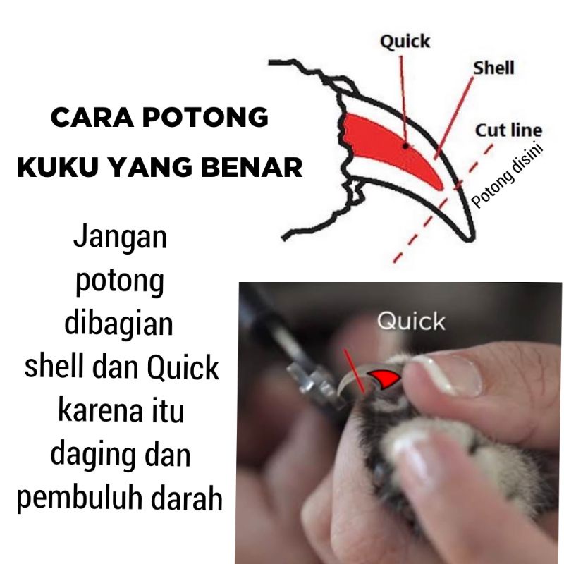 GUNTING KUKU Kucing