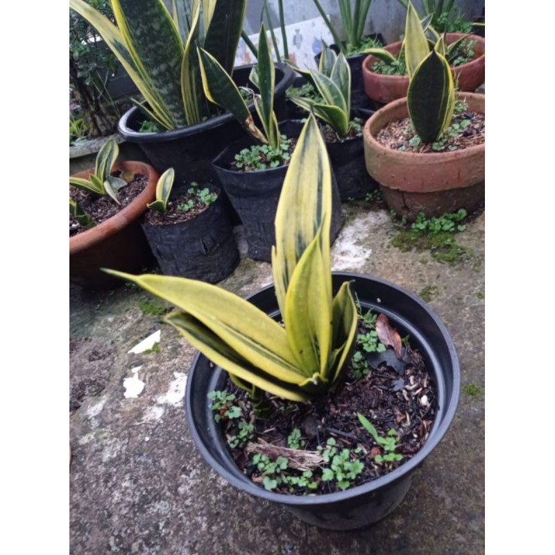 Sensivera Golden Flame