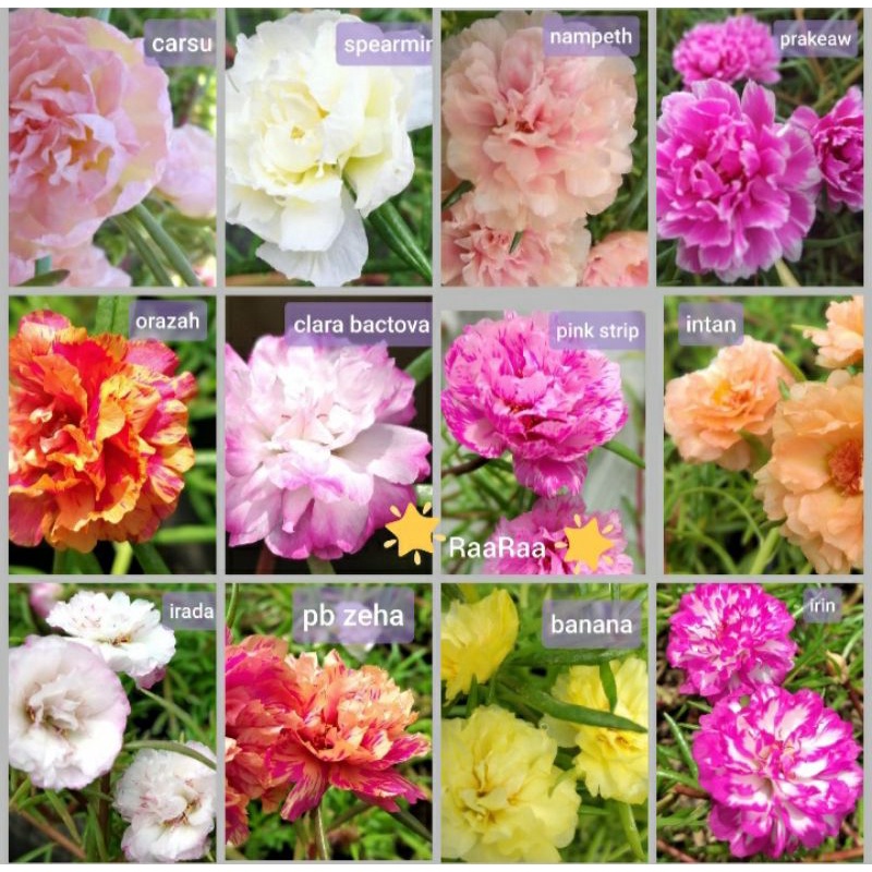 Krokot import/mossrose import series/krokot tumpuk import/ bibit krokot murah