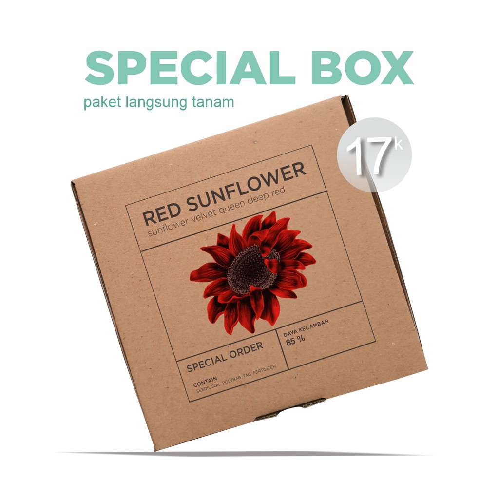 Paket Langsung Tanam - Gardening Kit - SPECIAL BOX - Benih Sunflower Velvet Queen Deep Red Bunga Matahari Merah Seeds