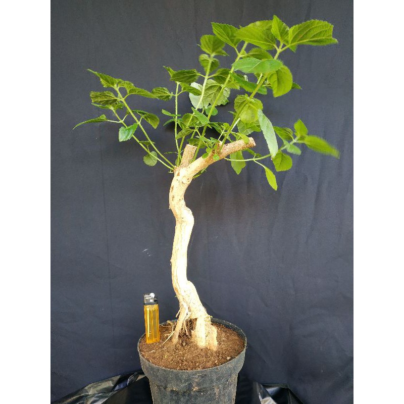 BONSAI LANTANA / BAHAN BONSAI LANTANA C2