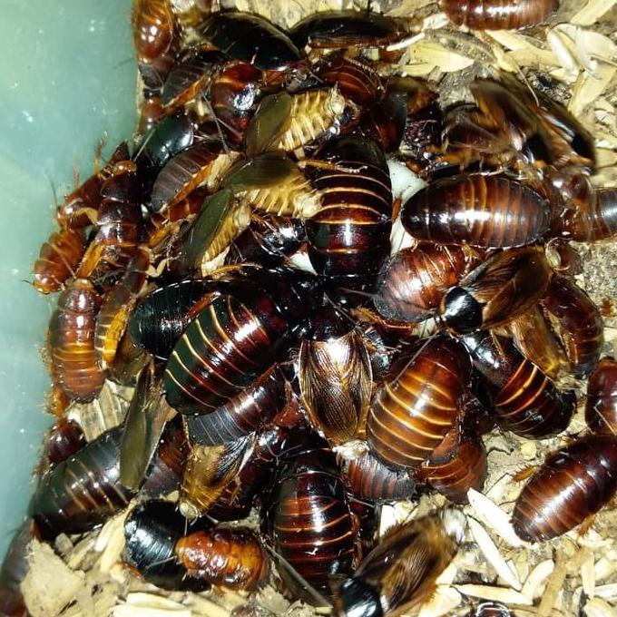 Umpan Ikan Lele Umpan Pancing Kecoa Batu Kecoa Tanah Sae