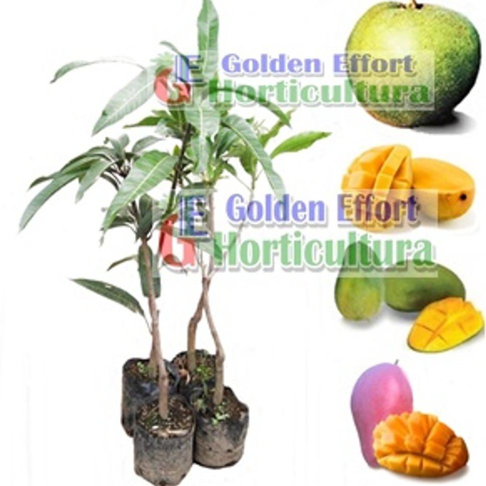 Huo Satu Paket 4 Bibit Mangga Kiojay - Yuwen Dll. Kw Import