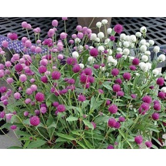 Benih-Bibit Bunga Kancing/Gomphrena QIS Mix (Haira Seed)