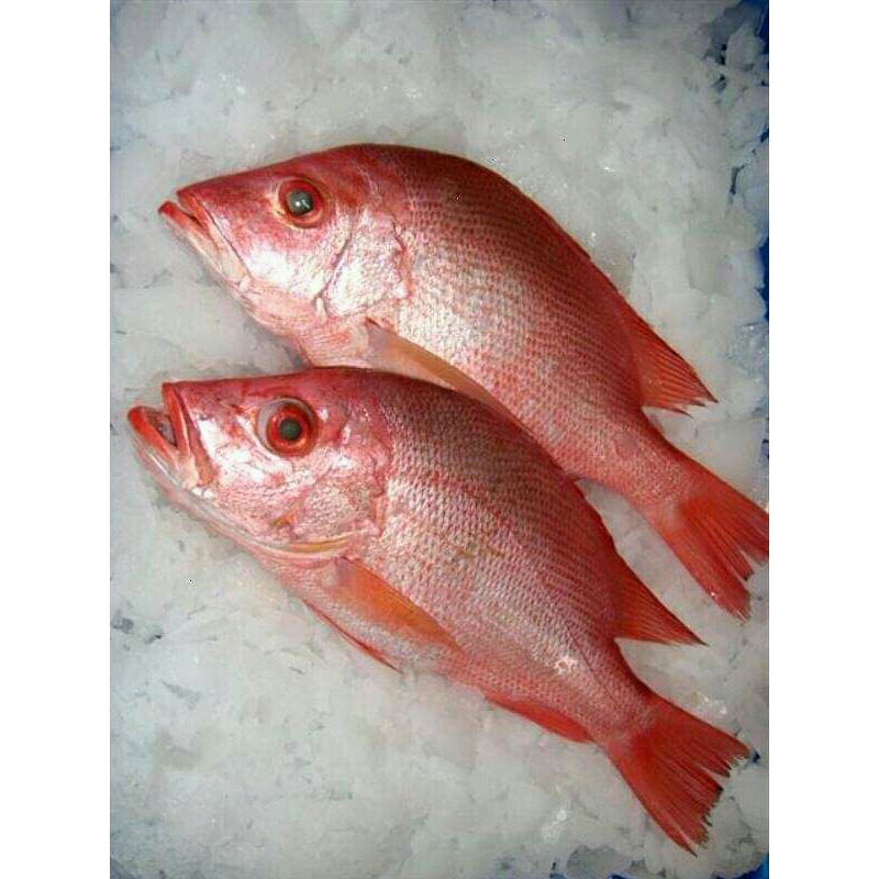 

IKAN KAKAP MERAH SEGAR