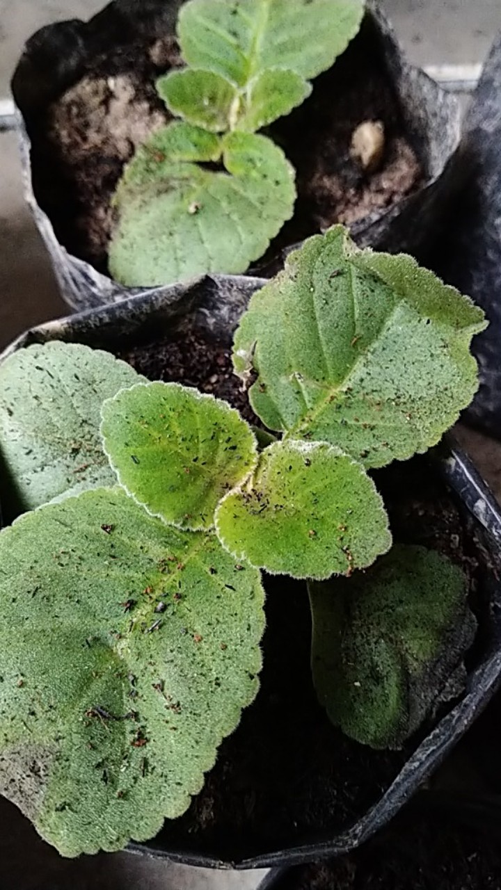 Tanaman Hias - Bunga Gloxinia - Warna Random