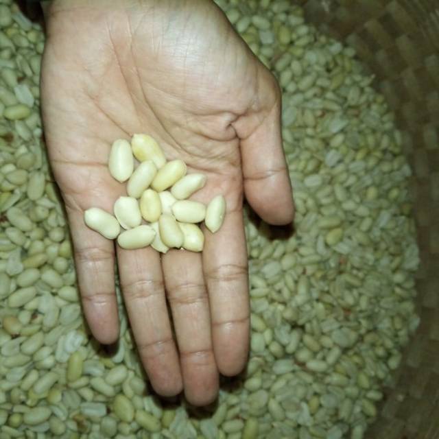 

KACANG TANAH KUPAS ASLI WONOGIRI