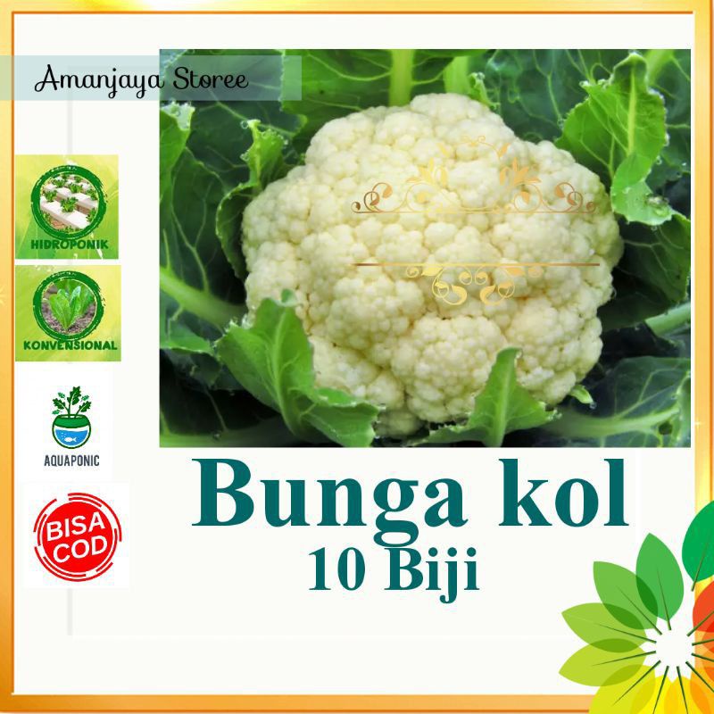 bibit benih bunga kembang kol