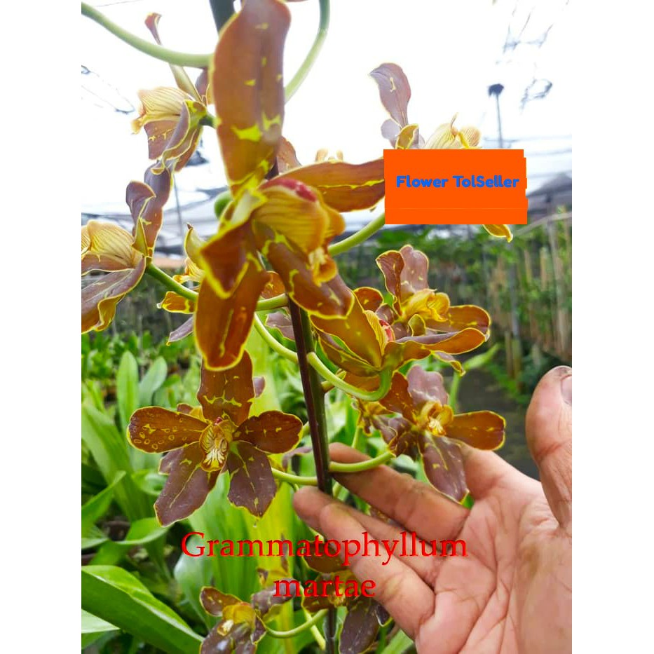 Grammatophyllum martae dewasa (siap berbunga) / ANGGREK / BUNGA ANGGREK