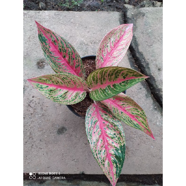 Aglaonema Red Legacy