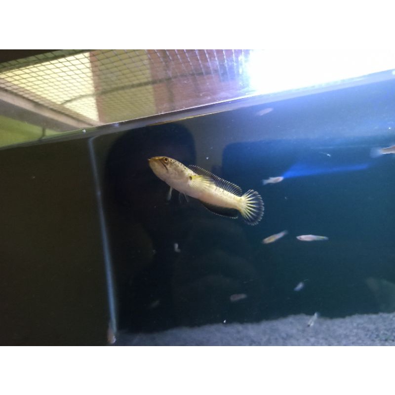 Channa Limbata Golden 12cm